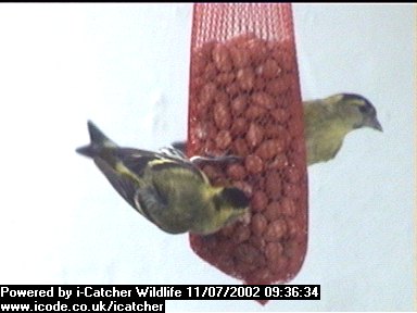 Picture of a siskin, taken with the iCatcher Digital CCTV software