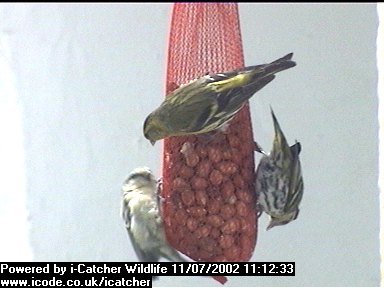 Picture of a siskin, taken with the iCatcher Digital CCTV software