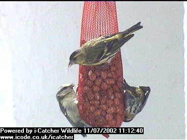 Picture of a siskin, taken with the iCatcher Digital CCTV software