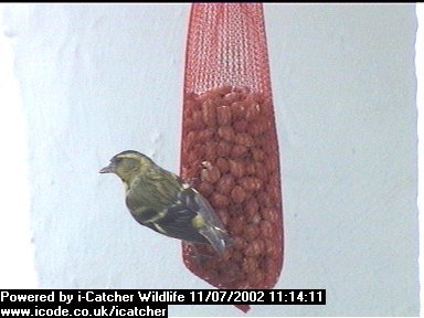 Picture of a siskin, taken with the iCatcher Digital CCTV software