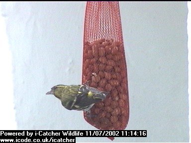 Picture of a siskin, taken with the iCatcher Digital CCTV software