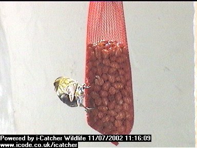 Picture of a siskin, taken with the iCatcher Digital CCTV software