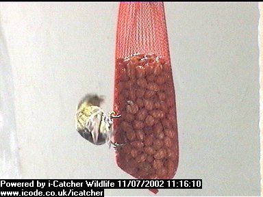 Picture of a siskin, taken with the iCatcher Digital CCTV software