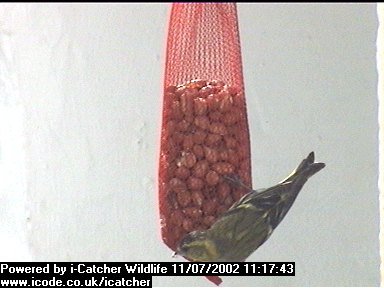 Picture of a siskin, taken with the iCatcher Digital CCTV software