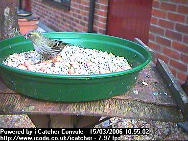 Picture of a siskin, taken with the iCatcher Digital CCTV software