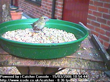 Picture of a siskin, taken with the iCatcher Digital CCTV software