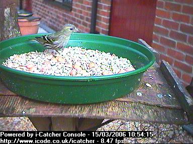 Picture of a siskin, taken with the iCatcher Digital CCTV software