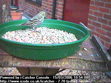 Picture of a siskin, taken with the iCatcher Digital CCTV software