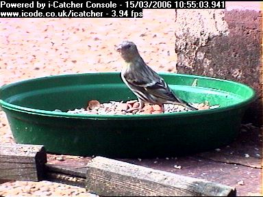 Picture of a siskin, taken with the iCatcher Digital CCTV software