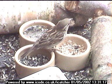 Picture of a sparrow, taken with the iCatcher Digital CCTV software