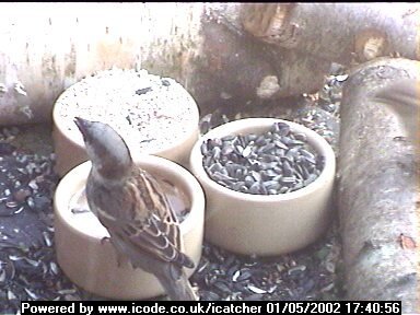 Picture of a sparrow, taken with the iCatcher Digital CCTV software