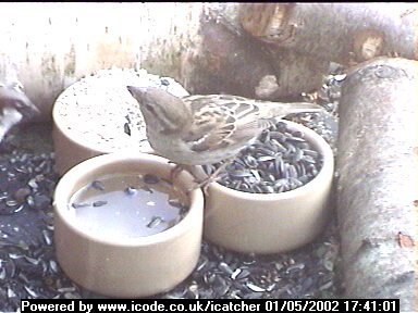 Picture of a sparrow, taken with the iCatcher Digital CCTV software