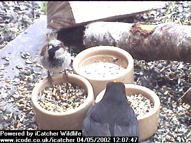 Picture of a sparrow, taken with the iCatcher Digital CCTV software