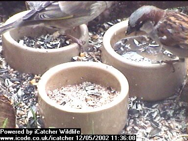 Picture of a sparrow, taken with the iCatcher Digital CCTV software