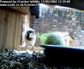 Picture of a sparrow, taken with the iCatcher Digital CCTV software