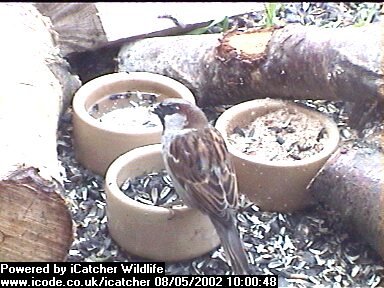 Picture of a sparrow, taken with the iCatcher Digital CCTV software