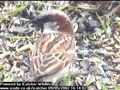 Picture of a sparrow, taken with the iCatcher Digital CCTV software