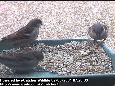 Picture of a sparrow, taken with the iCatcher Digital CCTV software
