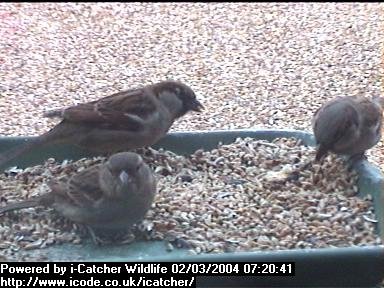 Picture of a sparrow, taken with the iCatcher Digital CCTV software