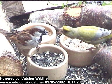 Picture of a sparrow, taken with the iCatcher Digital CCTV software