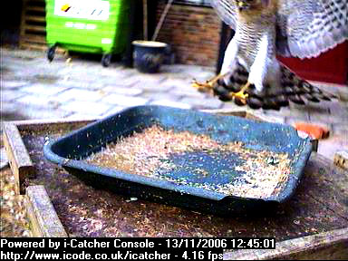 Picture of a sparrowhawk, taken with the iCatcher Digital CCTV software