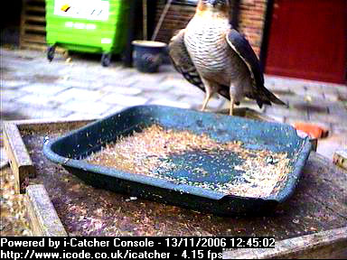 Picture of a sparrowhawk, taken with the iCatcher Digital CCTV software