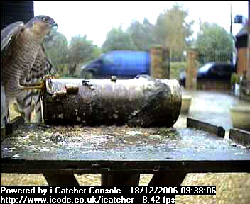 Picture of a sparrowhawk, taken with the iCatcher Digital CCTV software