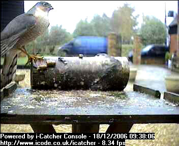 Picture of a sparrowhawk, taken with the iCatcher Digital CCTV software