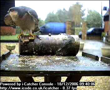 Picture of a sparrowhawk, taken with the iCatcher Digital CCTV software