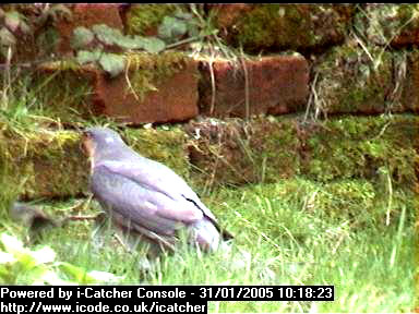 Picture of a sparrowhawk, taken with the iCatcher Digital CCTV software