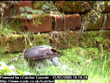 Picture of a sparrowhawk, taken with the iCatcher Digital CCTV software