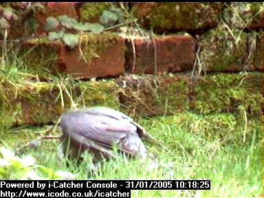 Picture of a sparrowhawk, taken with the iCatcher Digital CCTV software