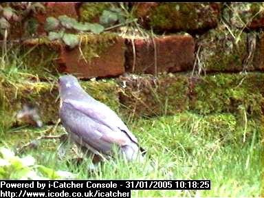 Picture of a sparrowhawk, taken with the iCatcher Digital CCTV software