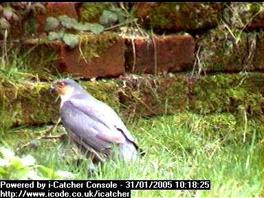 Picture of a sparrowhawk, taken with the iCatcher Digital CCTV software