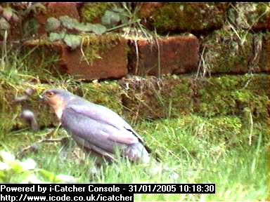 Picture of a sparrowhawk, taken with the iCatcher Digital CCTV software