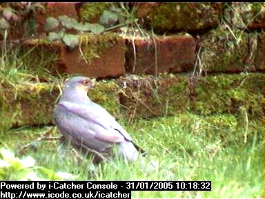 Picture of a sparrowhawk, taken with the iCatcher Digital CCTV software