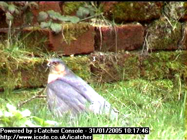 Picture of a sparrowhawk, taken with the iCatcher Digital CCTV software