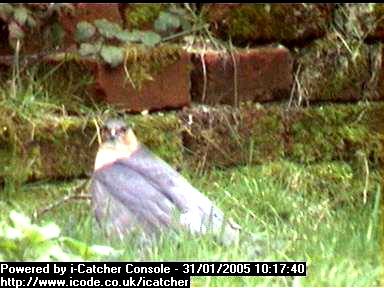 Picture of a sparrowhawk, taken with the iCatcher Digital CCTV software