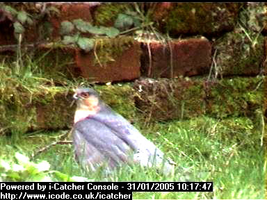 Picture of a sparrowhawk, taken with the iCatcher Digital CCTV software