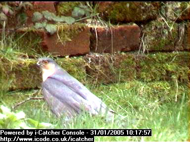 Picture of a sparrowhawk, taken with the iCatcher Digital CCTV software