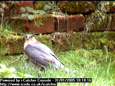 Picture of a sparrowhawk, taken with the iCatcher Digital CCTV software