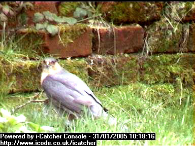 Picture of a sparrowhawk, taken with the iCatcher Digital CCTV software