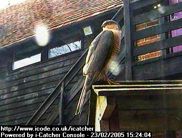 Picture of a sparrowhawk, taken with the iCatcher Digital CCTV software