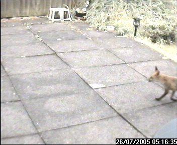 Picture of a fox, taken with the iCatcher Digital CCTV software