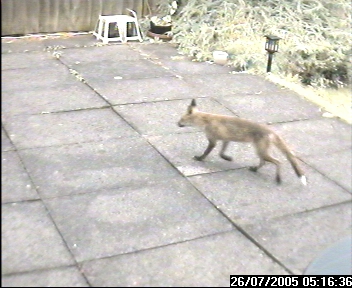 Picture of a fox, taken with the iCatcher Digital CCTV software