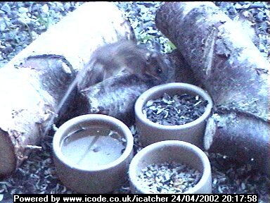 Picture of a mouse, taken with the iCatcher Digital CCTV software