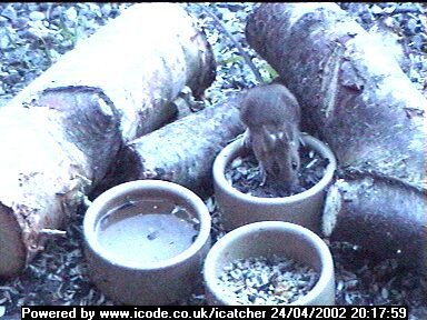 Picture of a mouse, taken with the iCatcher Digital CCTV software