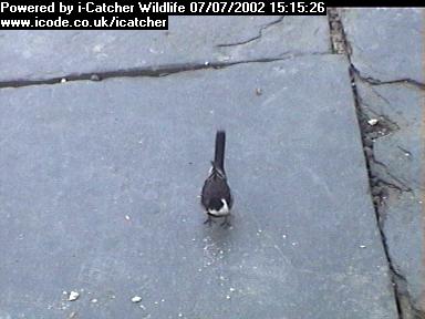 Picture of a wagtail, taken with the iCatcher Digital CCTV software