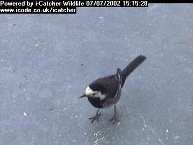 Picture of a wagtail, taken with the iCatcher Digital CCTV software