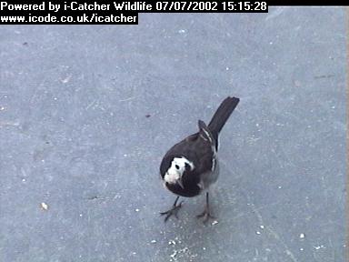 Picture of a wagtail, taken with the iCatcher Digital CCTV software